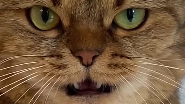 New viral clips of funny cat | cats blupers #shorts