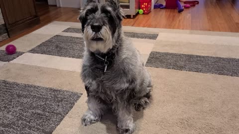 schnauzer said Putin "Huyl..."