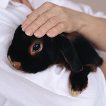 Cute Baby Bunny Washing Her Face