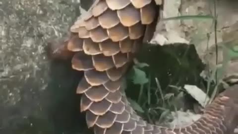 what animal is that? #fantasticanimals