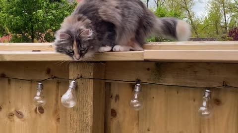 The majestic Emperor of Cats