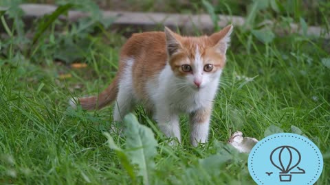 beautiful dogs and very funny cats