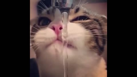 pretty kitten