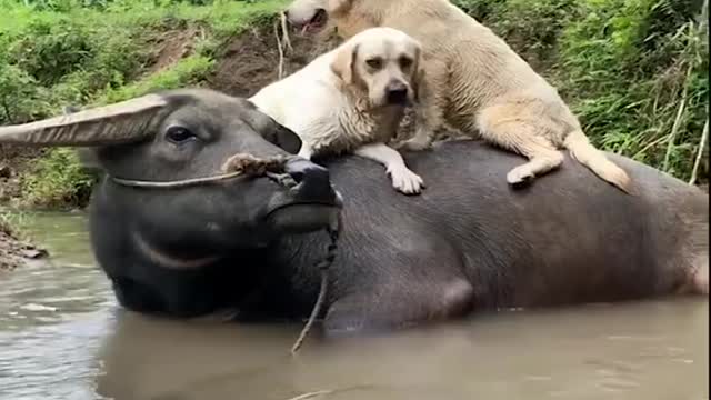 Funny Puppy Videos
