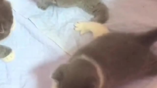 Several cats are eating