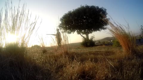 hunting doves with my beretta