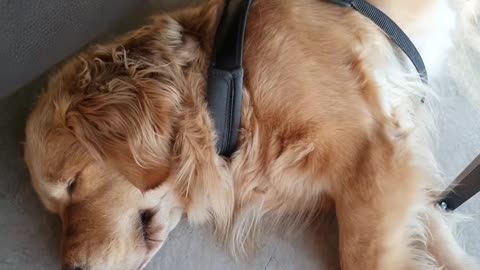 Retriever Ear Fluttering cute nuggets