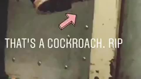 Cockroach on bottom of mans shoe