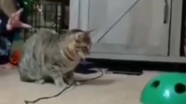 Best Funny Animal Videos 2022 ๐ - Funniest Cats๐ป And Dogs ๐ถ Videos