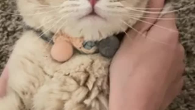 Funny video cat.funny