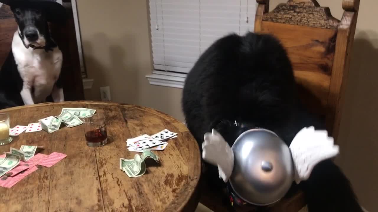 Dogs enjoy poker night in Texas