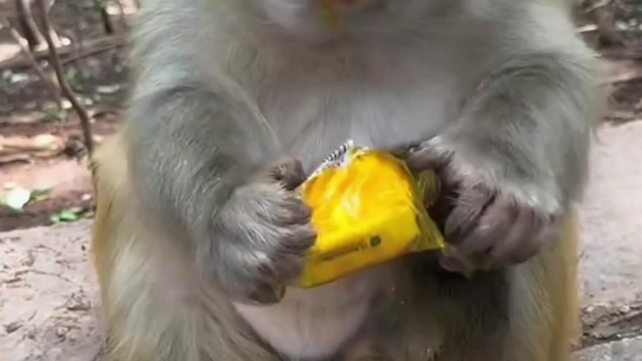 Monkey eating Bread with his son in a park ...🐈‍⬛😺