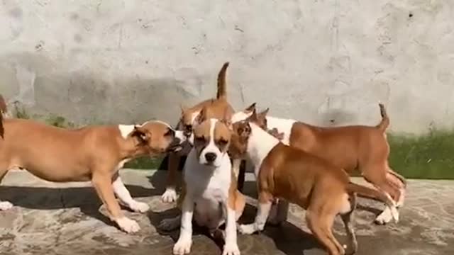 Chinese pastoral dog