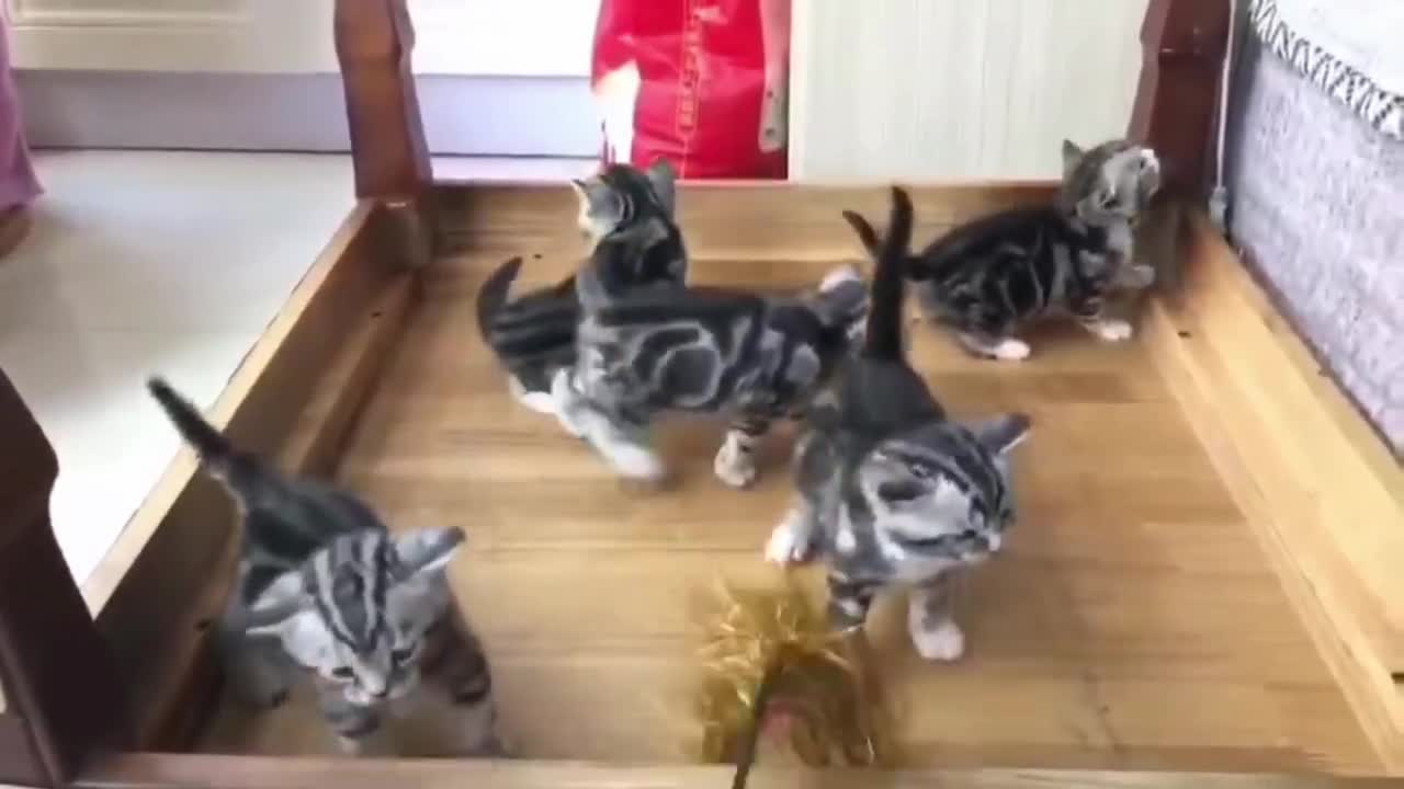 Five little gray colored cats
