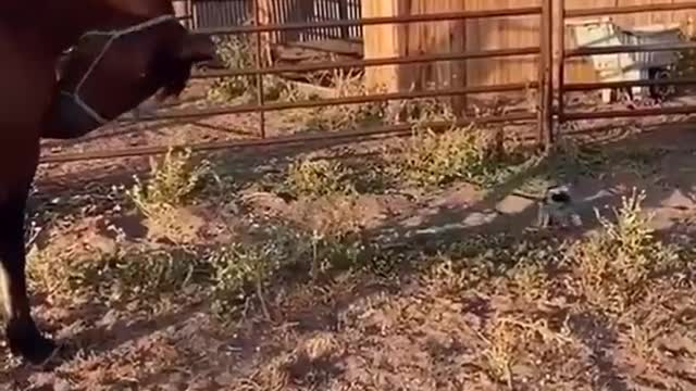 Puppy taking horse for a walk