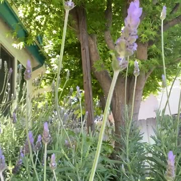 Lavender for Mind, Body, Emotions