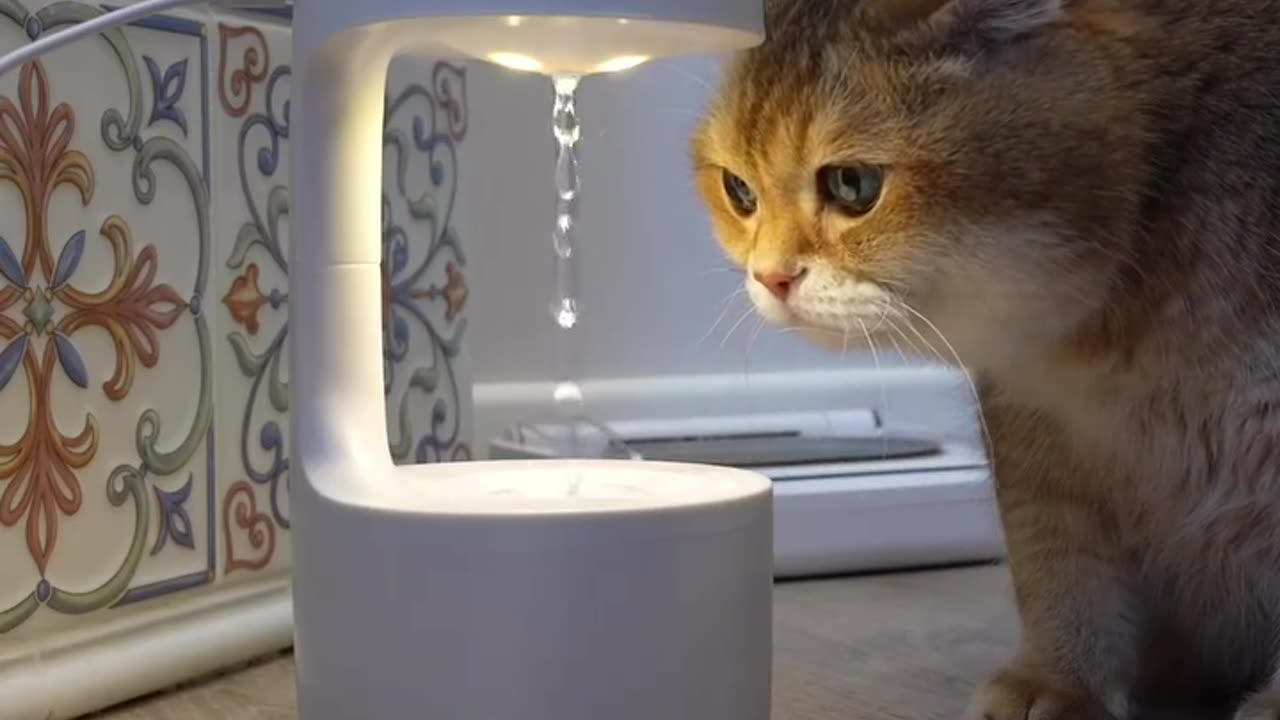 The Mind-Bending Anti-Gravity Water Drop Illusion with a Curious Cat