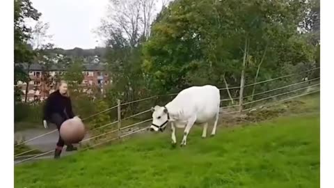Animal love