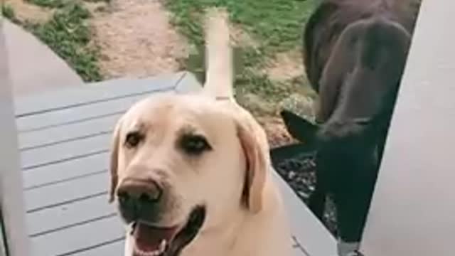 Just Dog trying to invite his cow friend