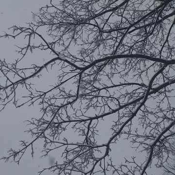 Snow time falling from the sky