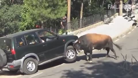 Very Funny animal videos 2022