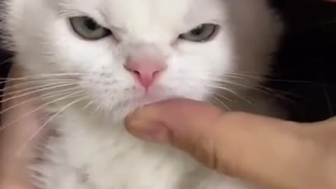 making a kitten angry in 1 second