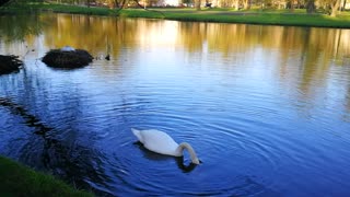 Digging deep: swan diving and collecting tree branches and grass