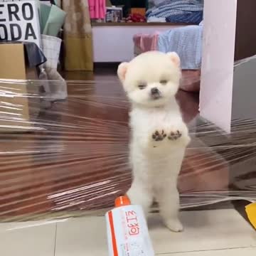 Lovely and funny animals Lovely dog videos 18 in 2021*