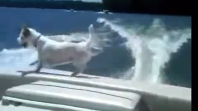 Dog falls of boat