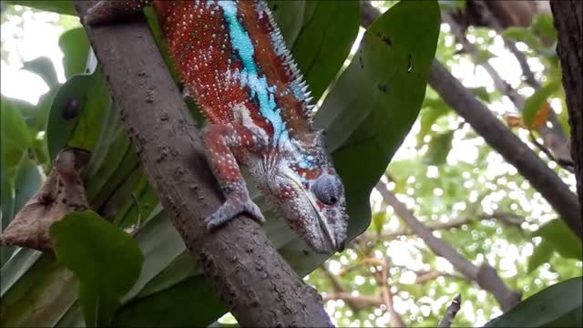 Chameleon eating