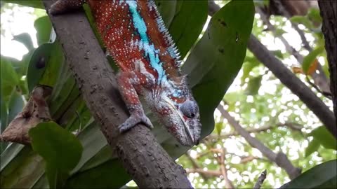 Chameleon eating