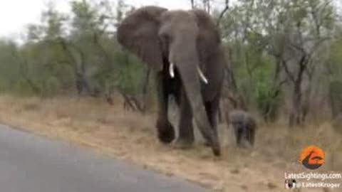 Mother elephant protect her calf