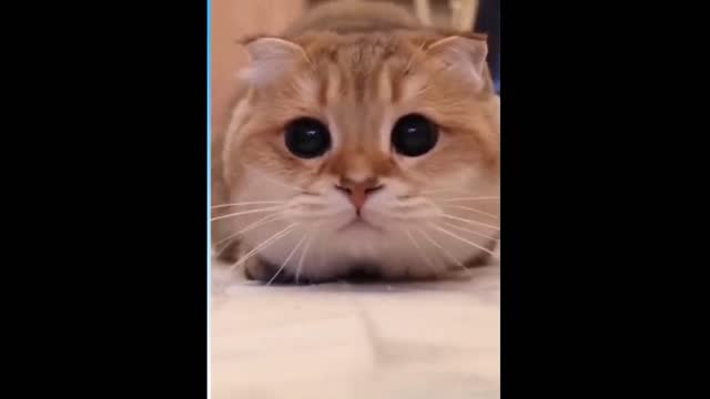 the cutest and funniest pet videos