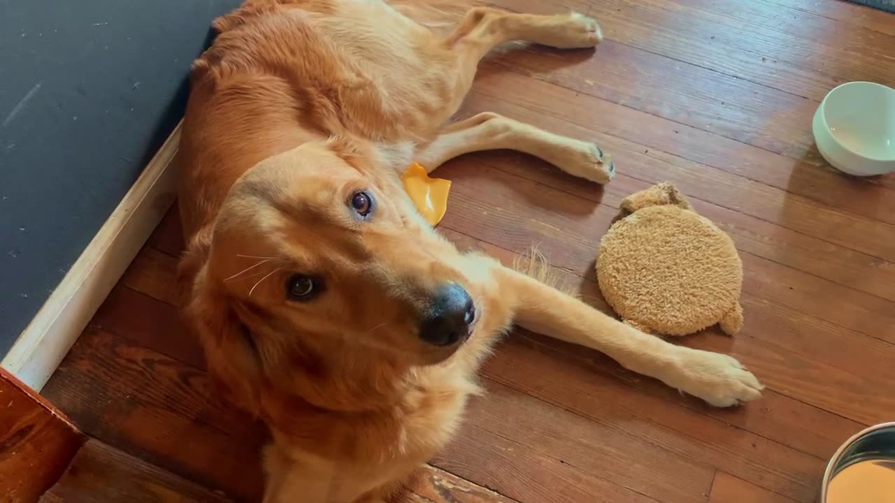 Cheese for Charlie the Golden Retriever!!