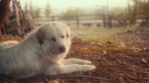 Dog on a farm