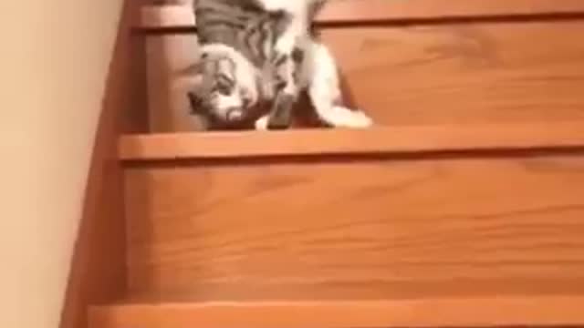 Funny 1