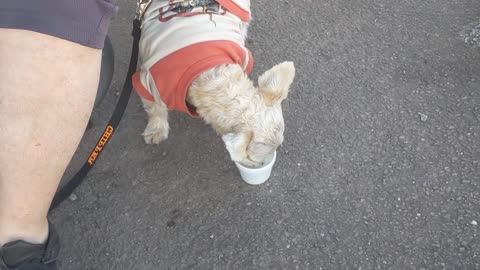 9-4-2020 - Chipper Has Ice Cream At Melanie's Kold Kup