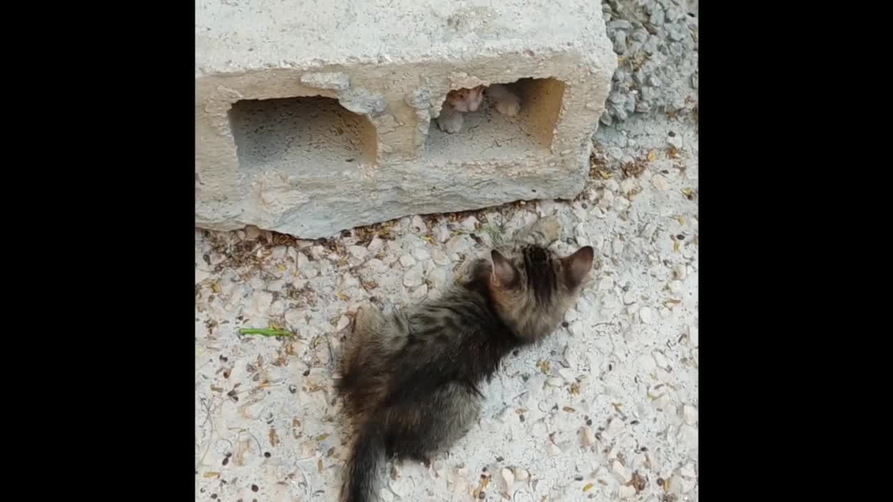 Cutest Kitten Compilation Ever