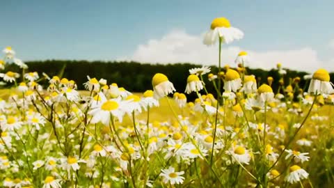 Naturally beautiful flowers