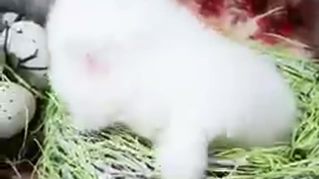 Lovely_and_Cute_Cat_Videos#Cutecat#Pets#Shorts(360p).mp4