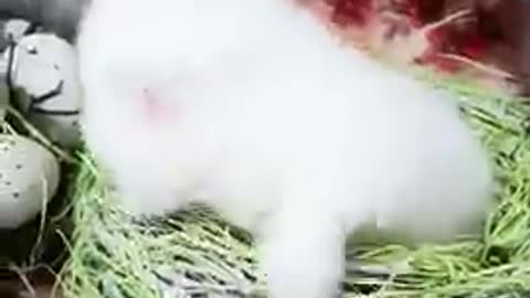 Lovely_and_Cute_Cat_Videos#Cutecat#Pets#Shorts(360p).mp4