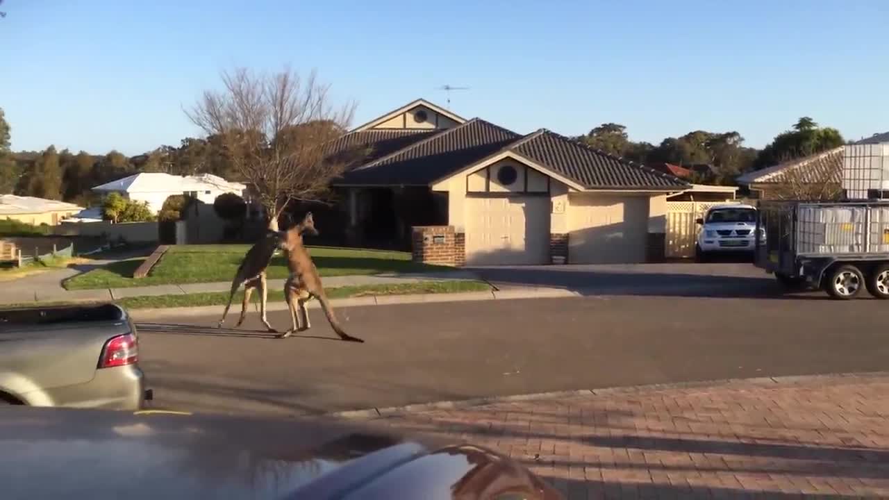 Wild kangaroo street fight | Aussie style