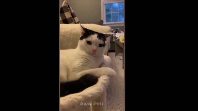 funny pet videos