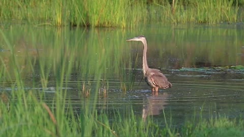 A Beautiful Crane Searching Food In A Swamp ❤️❤️😍😍