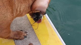 Dog Uses Treat Chum to Catch Fish