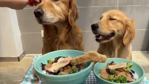 Beautiful dog