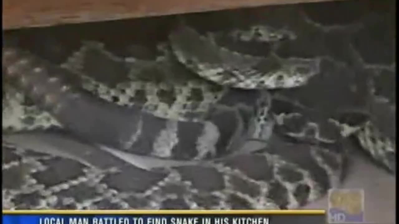 Rattlesnake inside my kitchen