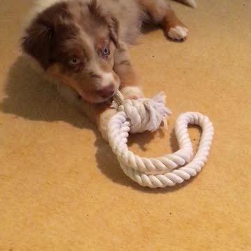 Playful puppy chews on a rope with his tiny teeth