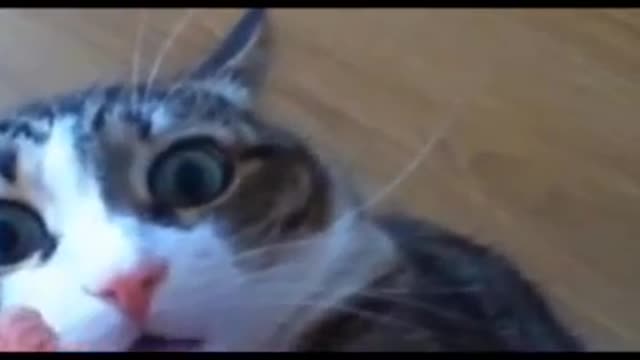 Funny Cat Compilation 1 minute video