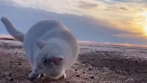 Adorable cute cat. soul beautifies the uncle's beauty